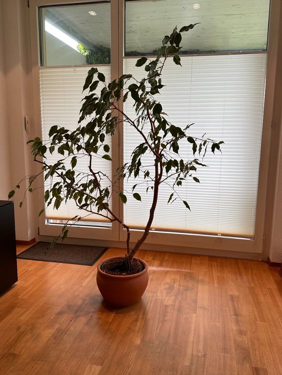 VidaXL Kunst-Ficus 110 Cm – Künstlicher Birkenfeigenbaum Mit Topf, 504 Blätter, Für Innen & Außen