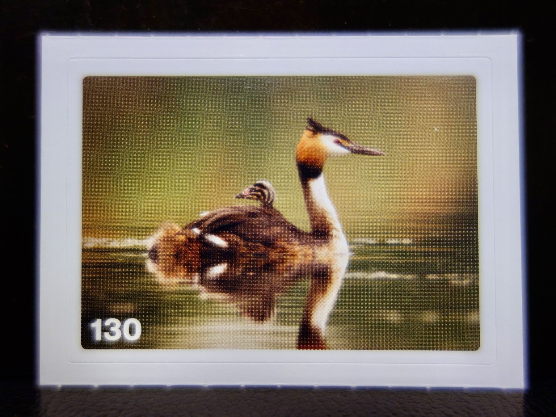 Migros Carte collezionabili: MIGROS MANIA Nature Detectives Nr. 130 – Nuovo e nell'imballaggio originale da Kerzers venduto da djstarsky73