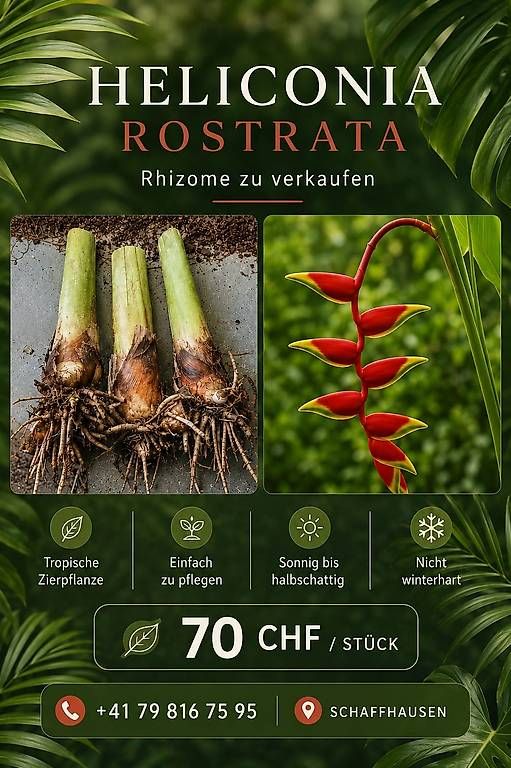 Plantes & graines: Heliconia rostrata  – D'occasion à Schaffhausen par zsolti31