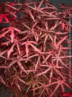 Acer Palmatum Starfish - 120x80cm - mit gedrehten Blaettern
