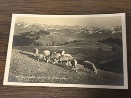 Vintage Swiss Postcard - Bachtel kulm Sheep Scene Rare!