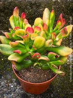 Crassula Ovata Gollum Tricolor - 3-farbiger Geldbaum
