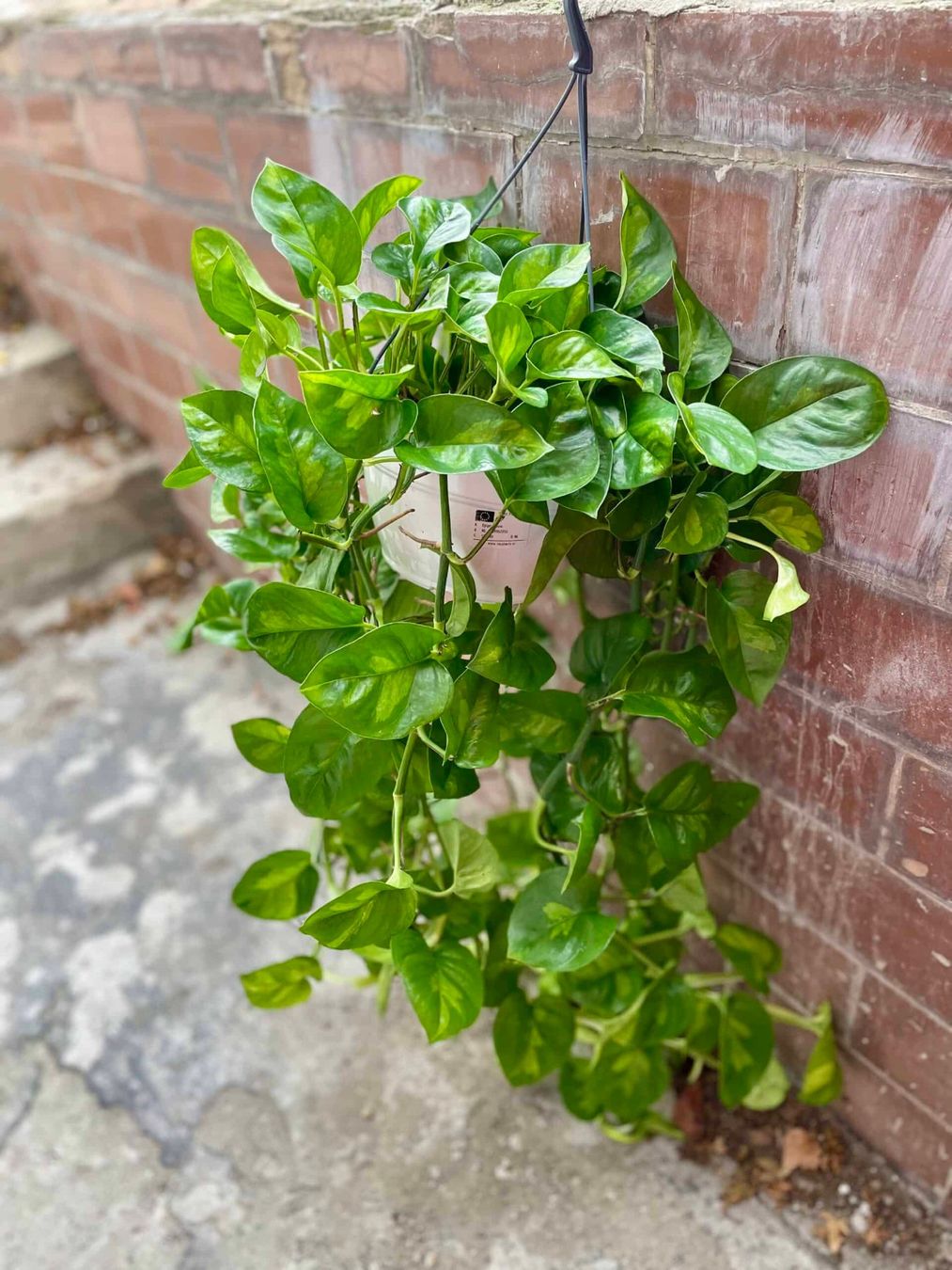 Pflanzen & Samen: Epipremnum global green, bewurzelter Steckling – Neu (gemäss Beschreibung) aus Winterthur von Aniger 5