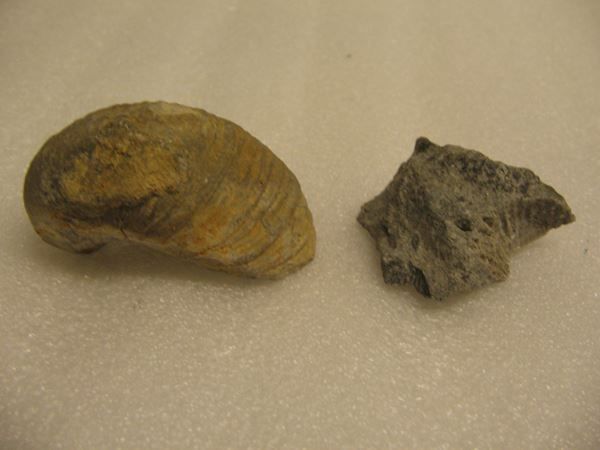 Fossili: 2x Marine fossil shells - Pycnodonte vesicularis – Usato da Pambio Noranco venduto da Pol69 4