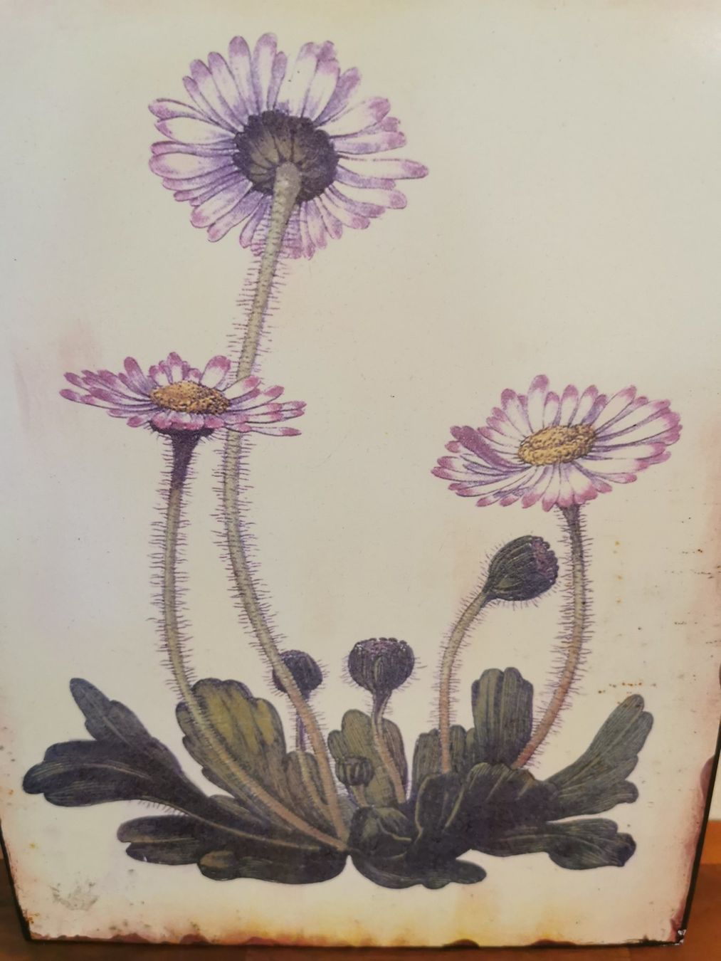 Foto & Immagini: Schönes Blumen Bild auf Blech / Metall – Usato da Boniswil venduto da Totomat-Lady2 2