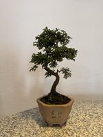 Ulmenbonsai in Asiatischer Bonsaischale