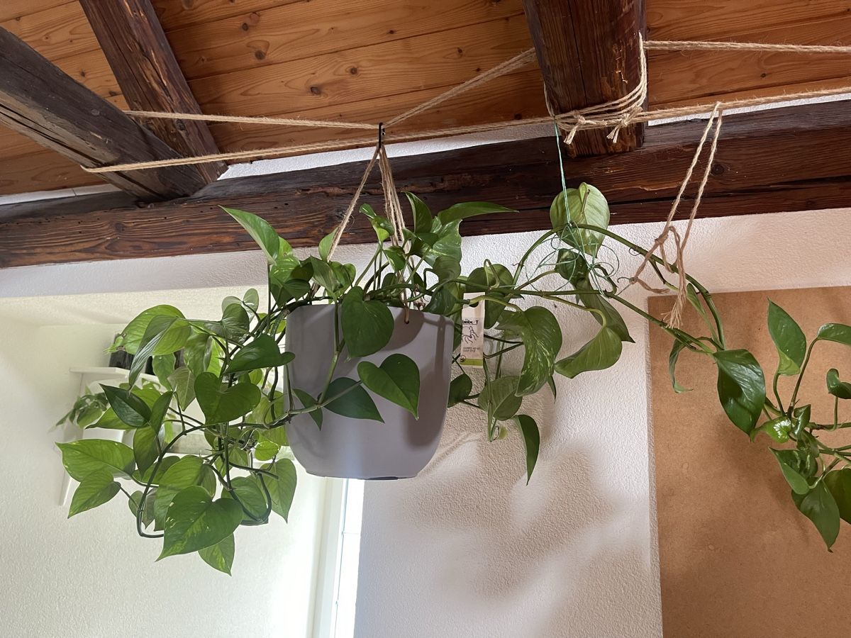 Plantes & graines: 5 Töpfe Efeututen – D'occasion à Arni AG par belfidi