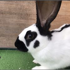 Profile image of benooo