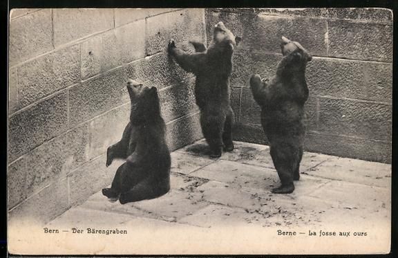Cartes postales: AK Bern, Der Bärengraben – D'occasion à Berlin par bartko-reher