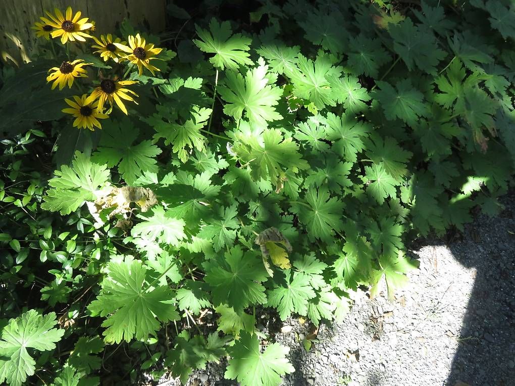 Piante & sementi: Bodenbedecker Geranium (Storchenschnabel) Bester Bodendecker – Usato da Sulz LU venduto da Rex2005 1
