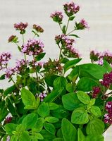 Ab 5.- fr 10 Samen Oregano Seeds Graines Origan Origano