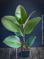 Ficus Elastica - 45cm gross - Gummi-Baum für Dich