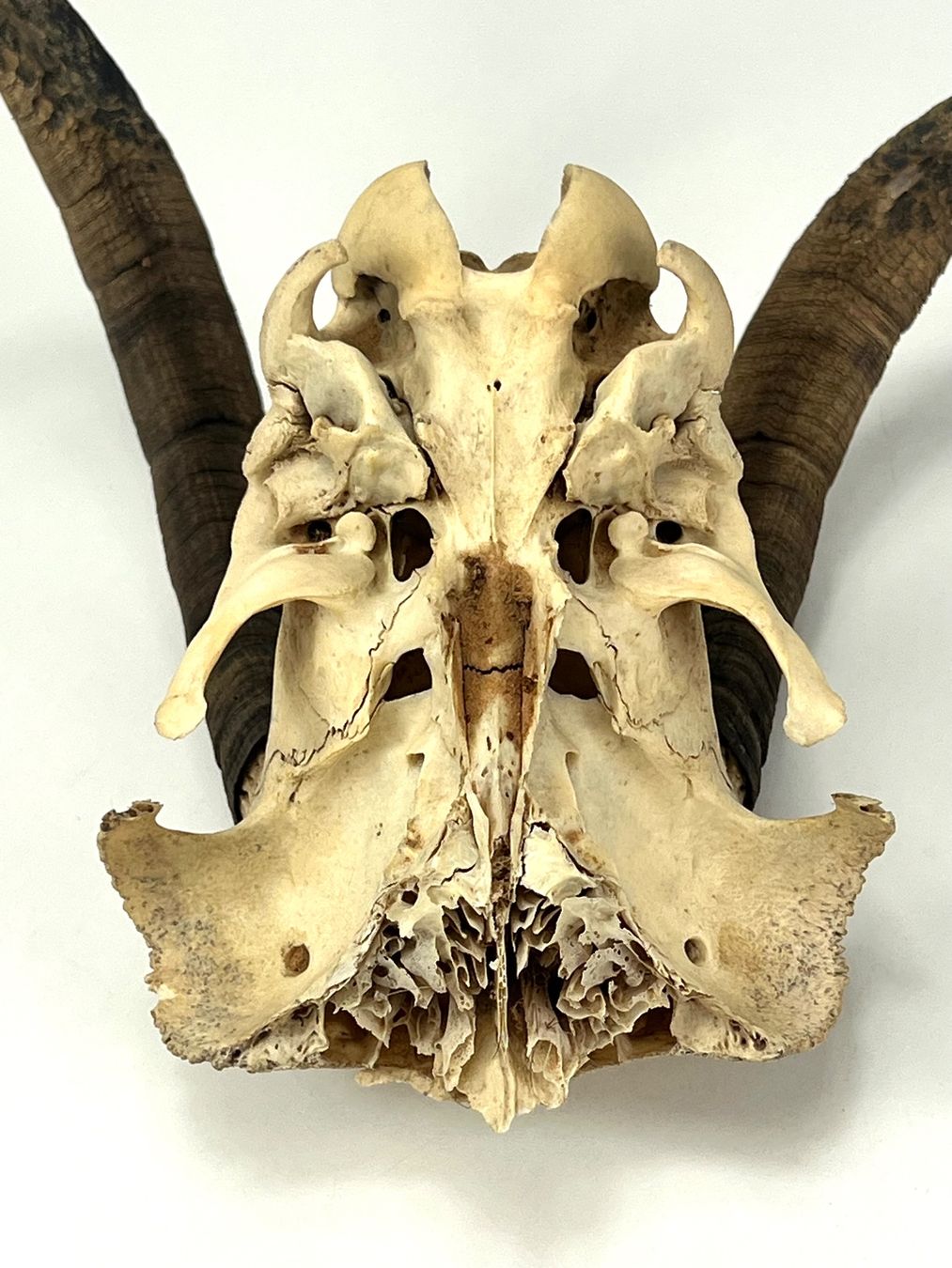 Il mondo degli animali: Echter Ziegen SCHÄDEL mit Hörnern Jagdtrophäe Naturdeko – Usato da Zürich venduto da Arche_Brockenhaus 7