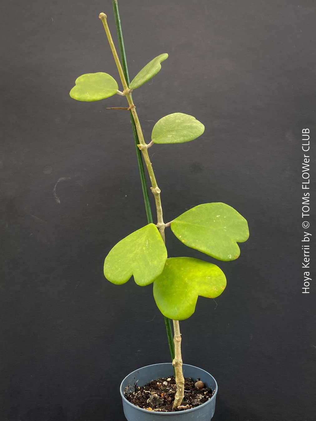 Piante & sementi: Hoya Kerrii - 100% Bio-Pflanze – Nuovo e nell'imballaggio originale da Adliswil venduto da astom369 3