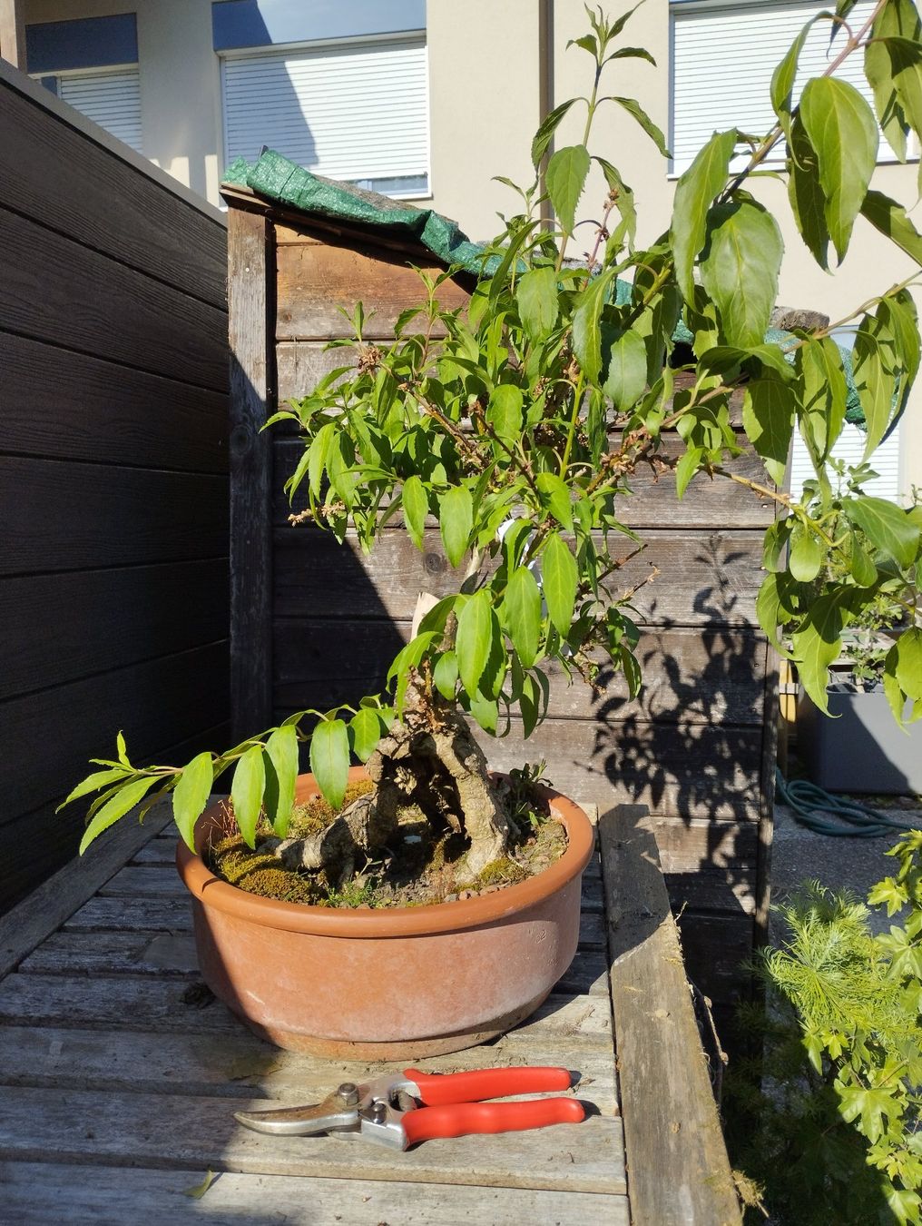 Piante & sementi: Bonsai Rohling Forsythie #2 – Usato da Oberwil BL venduto da suaku 2
