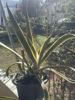 Grosse Agave Pflanze panaschiert im Kunststofftopf grün