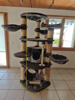 Katzenbaum