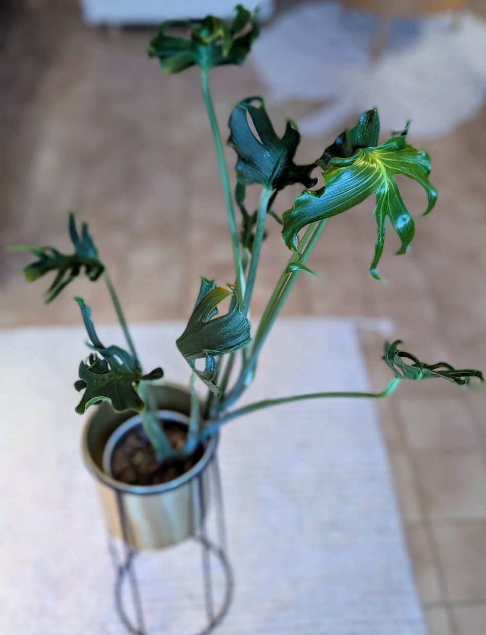 Piante & sementi: Monstera Deliciosa Unniiae – Nuovo (secondo la descrizione) da Faulensee venduto da plantmama 5