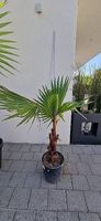 Winterharte Palme Washingtonia Robusta