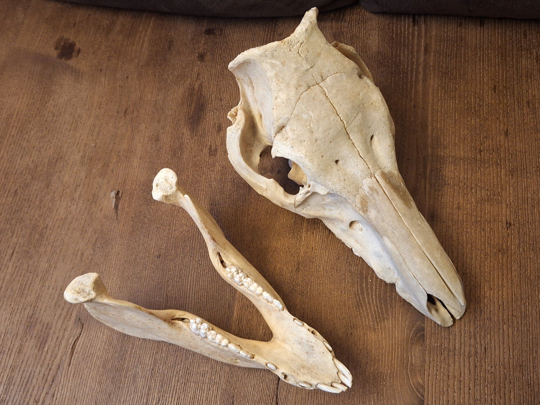 Monde des animaux: Schweineschädel – D'occasion à Widnau par skullcollector 6