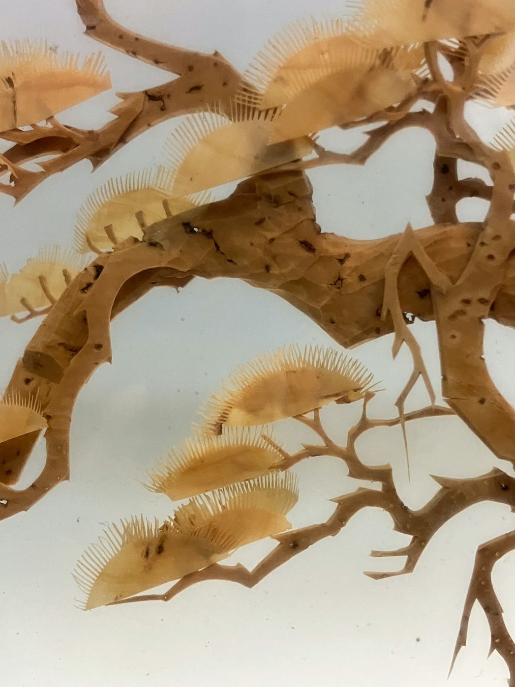 Toutes les décorations: Chinesische Korkschnitzerei Diorama – D'occasion à Horw par luzernicus 6