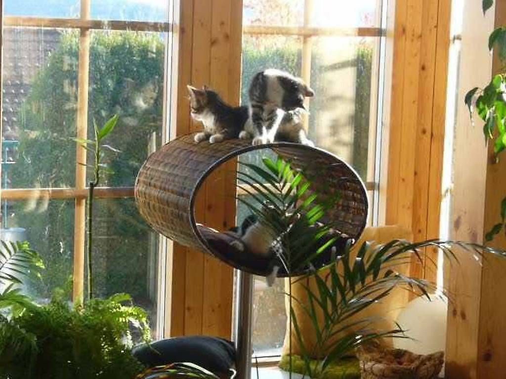 Arbres à chats: Design Kratzbaum Rattan – D'occasion à St. Gallen par chiarbr 1