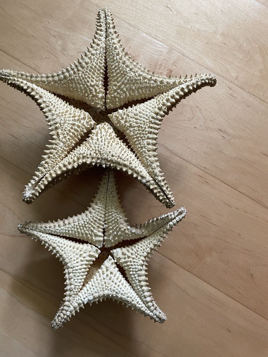 Tutte le decorazioni: 2 beautiful real starfish, maritime deco – Usato da Waedenswil venduto da Paps04 1