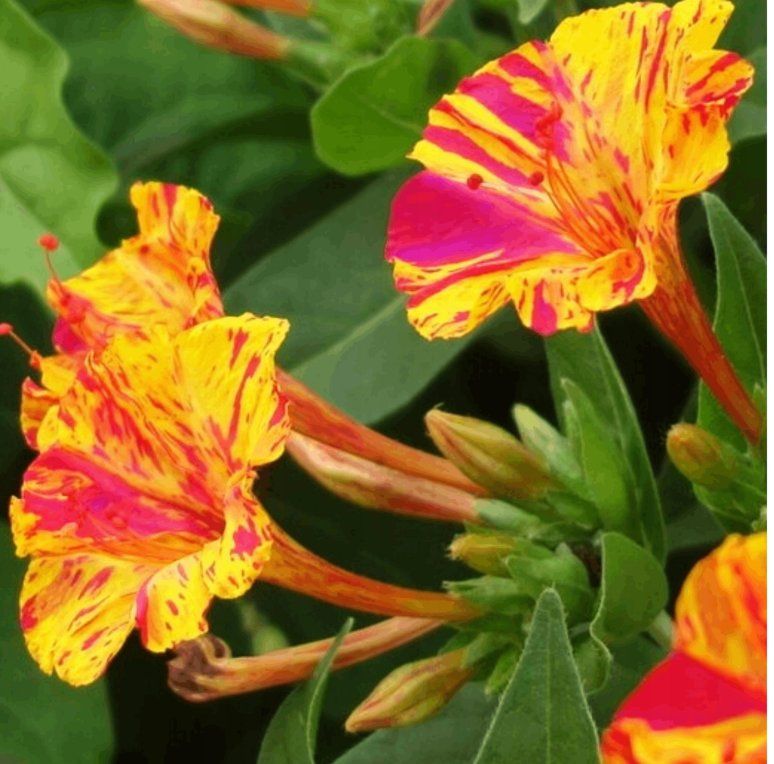 Piante & sementi: WUNDERBLUME Mirabilis Jalapa / 5 Samen / DUFTEND – Nuovo (secondo la descrizione) da Hinteregg venduto da ERFOLG78