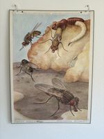 Lehrtafel Hausfliege Musca Domestica Marta Seitz, gebraucht