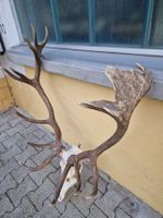 Kapitales Hirschgeweih