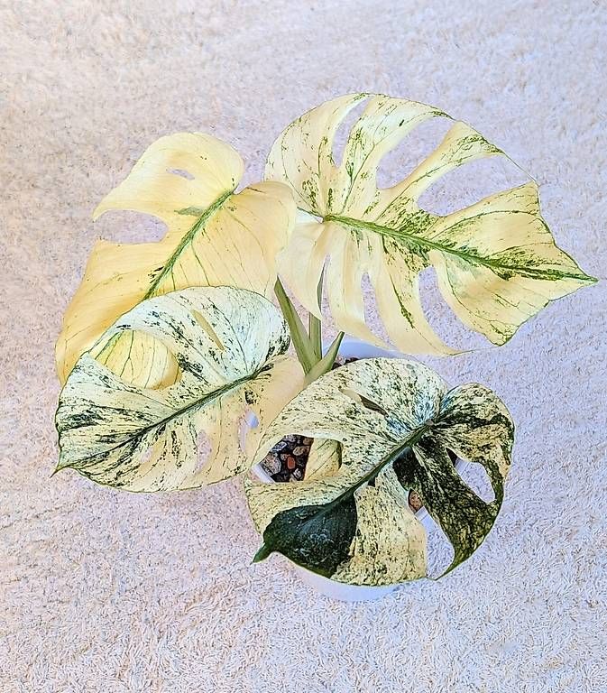 Plantes & graines: Monstera Siam Mint Variegata – Neuf (Voir description) à Faulensee par plantmama 4