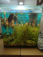 Dennerle Nano Cube 60 l