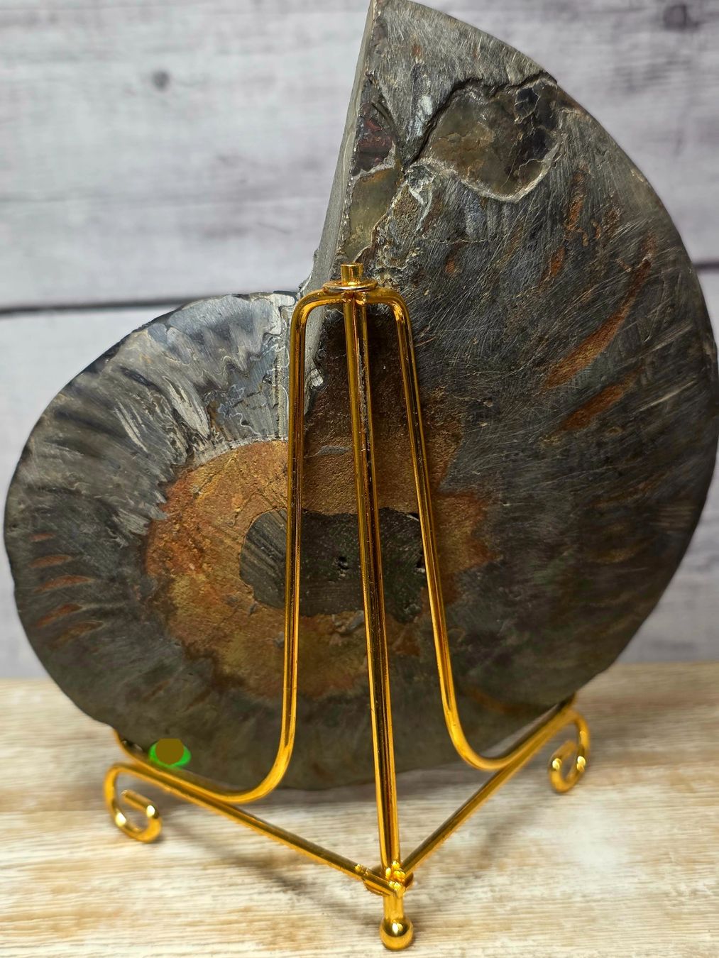Fossili: Schwarzer Ammonit 430g – Nuovo e nell'imballaggio originale da Matzingen venduto da Shay_Crystalz 2