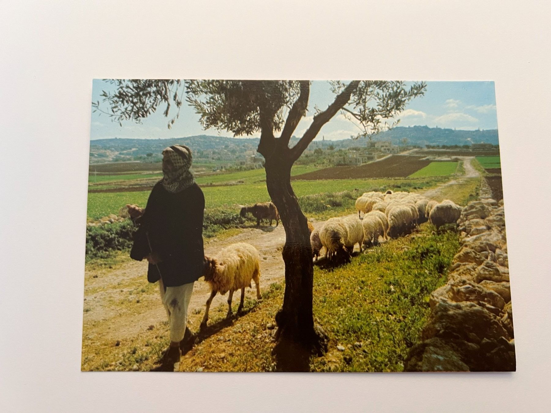Cartoline postali: Postkarte Israel – Usato da Riva san vitale venduto da abd_p86k