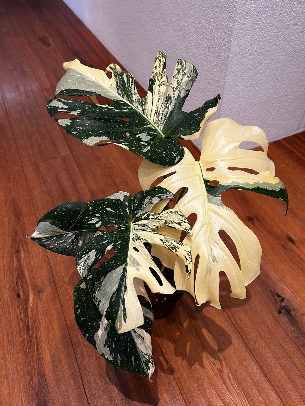 Piante & sementi: Monstera Thai Constellation💚 – Usato da Wattwil venduto da Mikesplantshop 1
