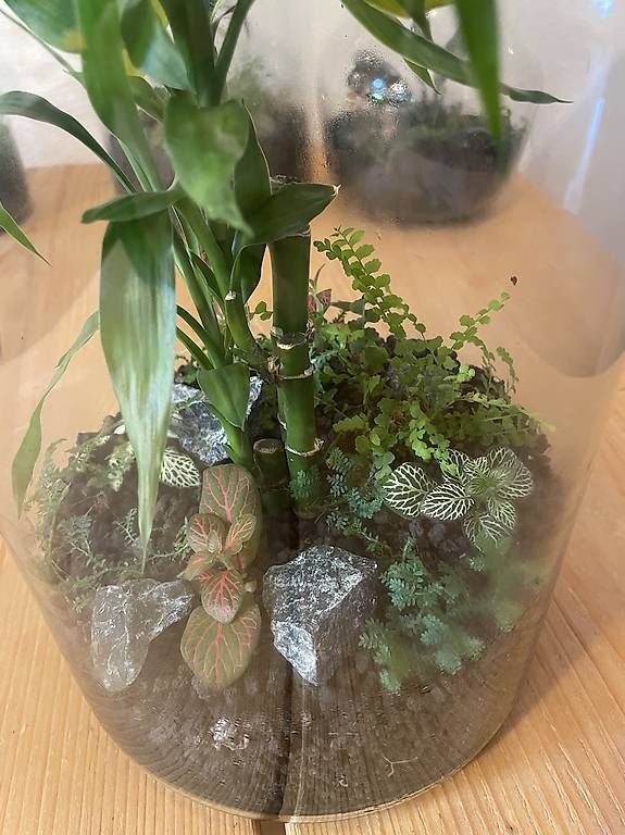 Terrariums: Hol dir deinen eigenen Mini-Dschungel nach Hause! – D'occasion à Birwinken par lyo_rvz2 1