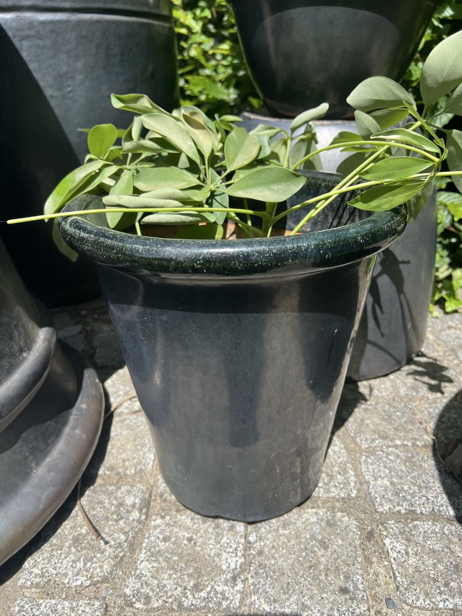 Pots de fleurs: Blumentopf – D'occasion à Kirchleerau par gue_hn6p
