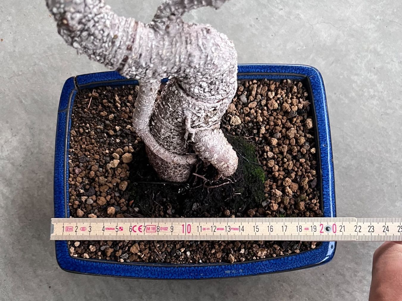 Piante & sementi: Ficus Bonsai – Usato da Dussnang venduto da Hakuna_matata7 2