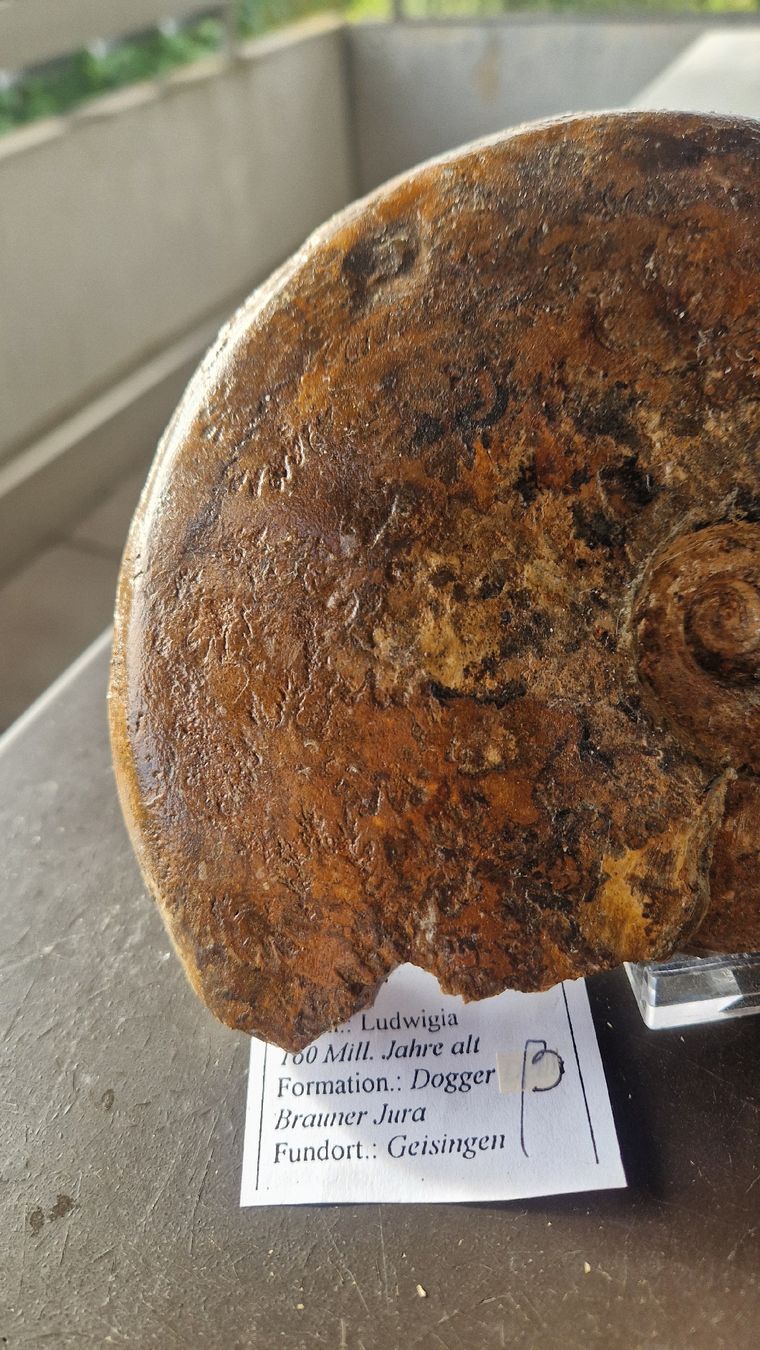 Fossili: Grösserer Ammonit Ludwigia  – Usato da Niederhasli venduto da rehauge01 3