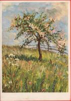KÜNSTLER R. Wettstein ILLNAU Blühender Baum gel. 1957 ZÜRICH