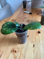 Wunderschöne Hoya Deykei Jungpflanze für dein Zuhause! Nr.2