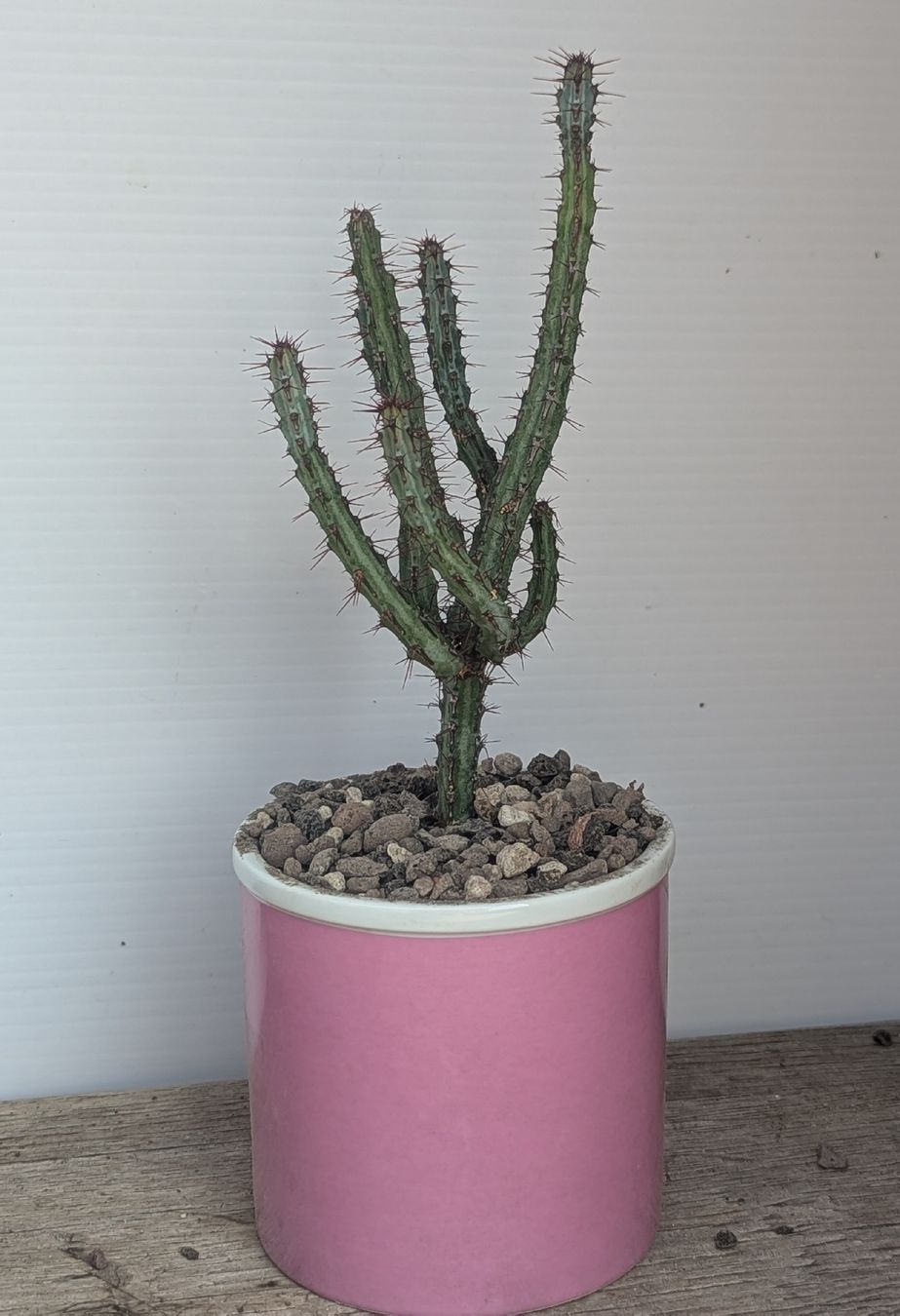 Pflanzen & Samen: Euphorbia  – Gebraucht aus Comano von che_8lc2