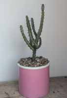 Euphorbia 