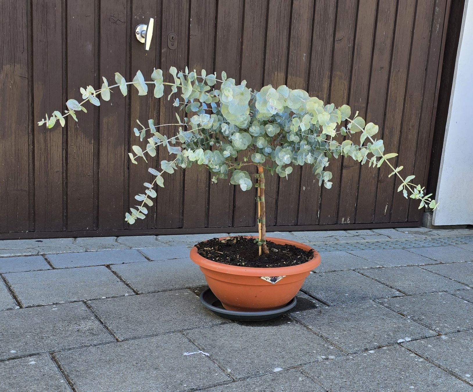 Pflanzen & Samen: Wunderschöne Eucalyptus Pflanze – Gebraucht aus Aarburg von popkorn65 4