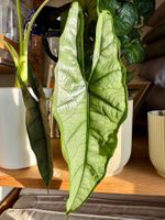 Alocasia dragon’s breath rhizome 🐉🔥