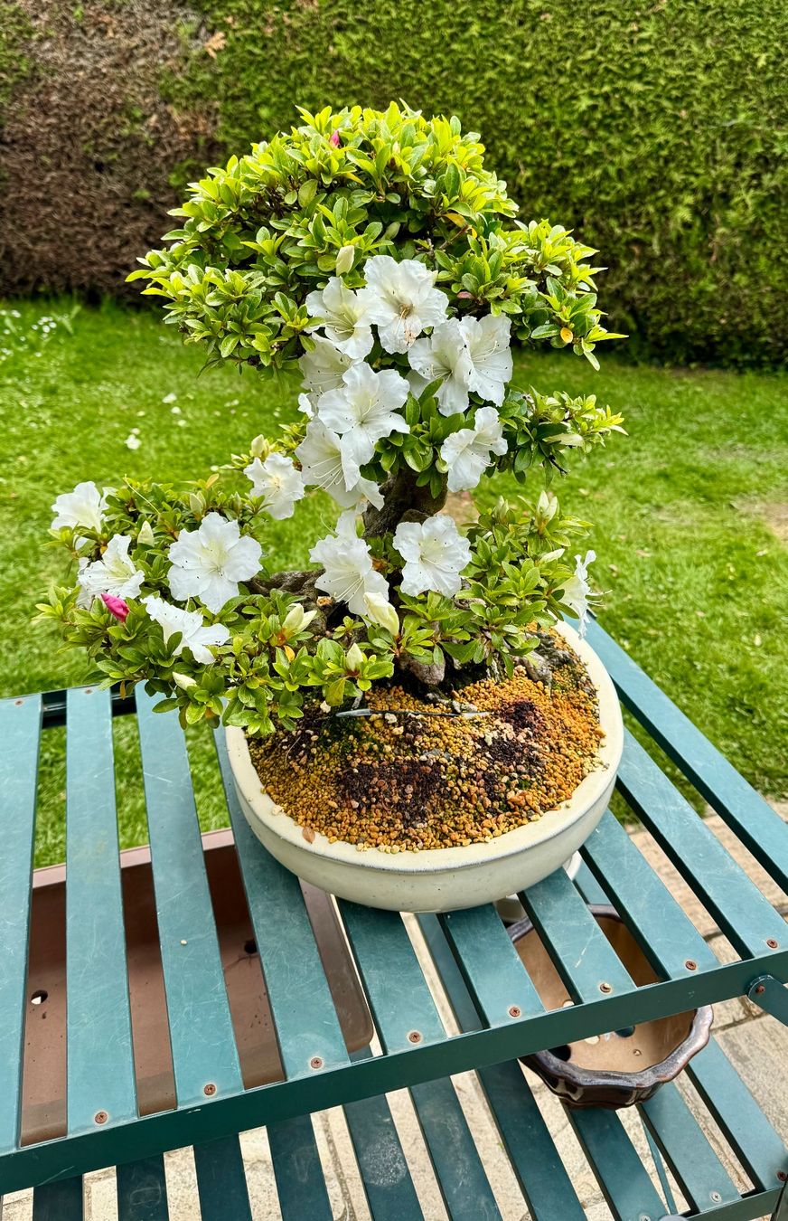 Piante & sementi: Bonsai exceptionel: Azalée du Japon – Usato da Epalinges venduto da Wimmsi 7