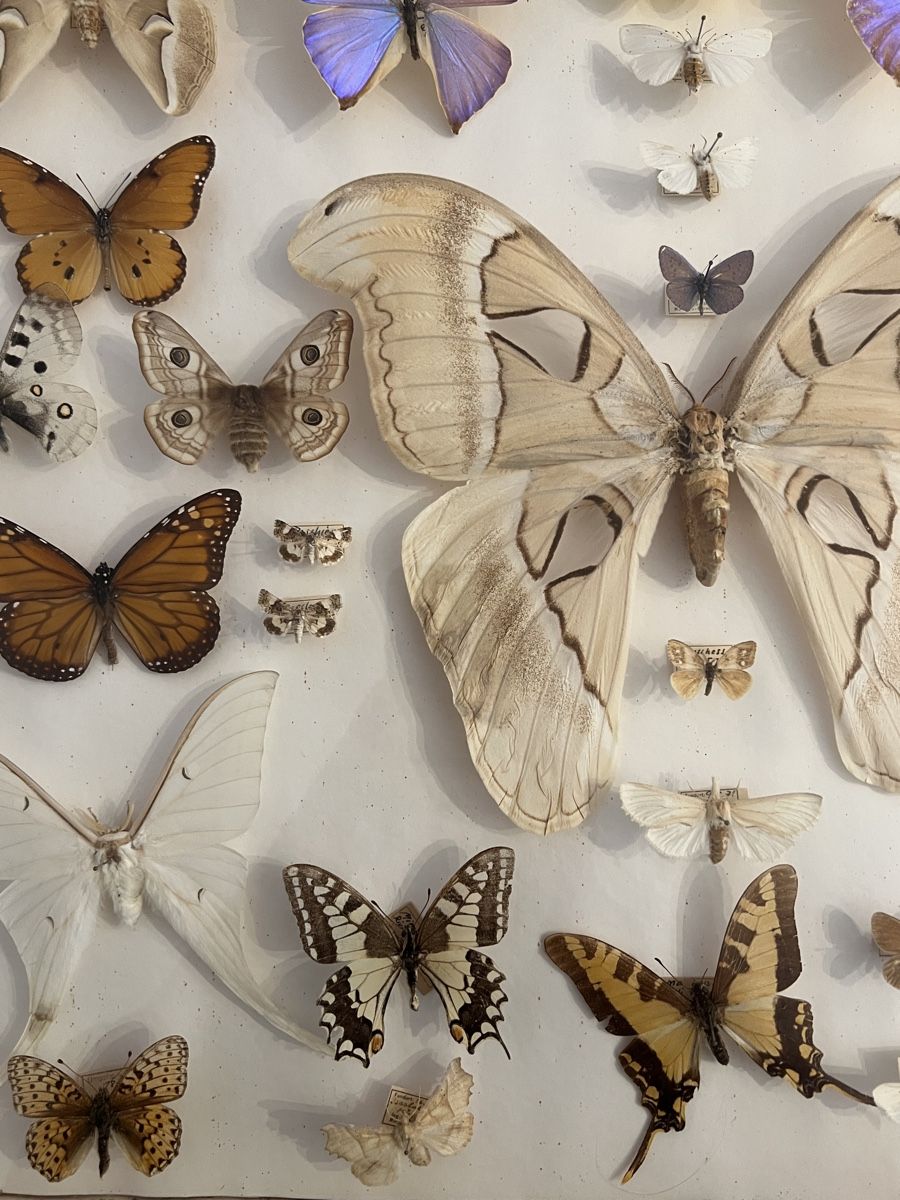 Vitrinen: Schmetterling Sammlung Schaukasten Holz – Gebraucht aus Zürich von ViolettRosenRot 6