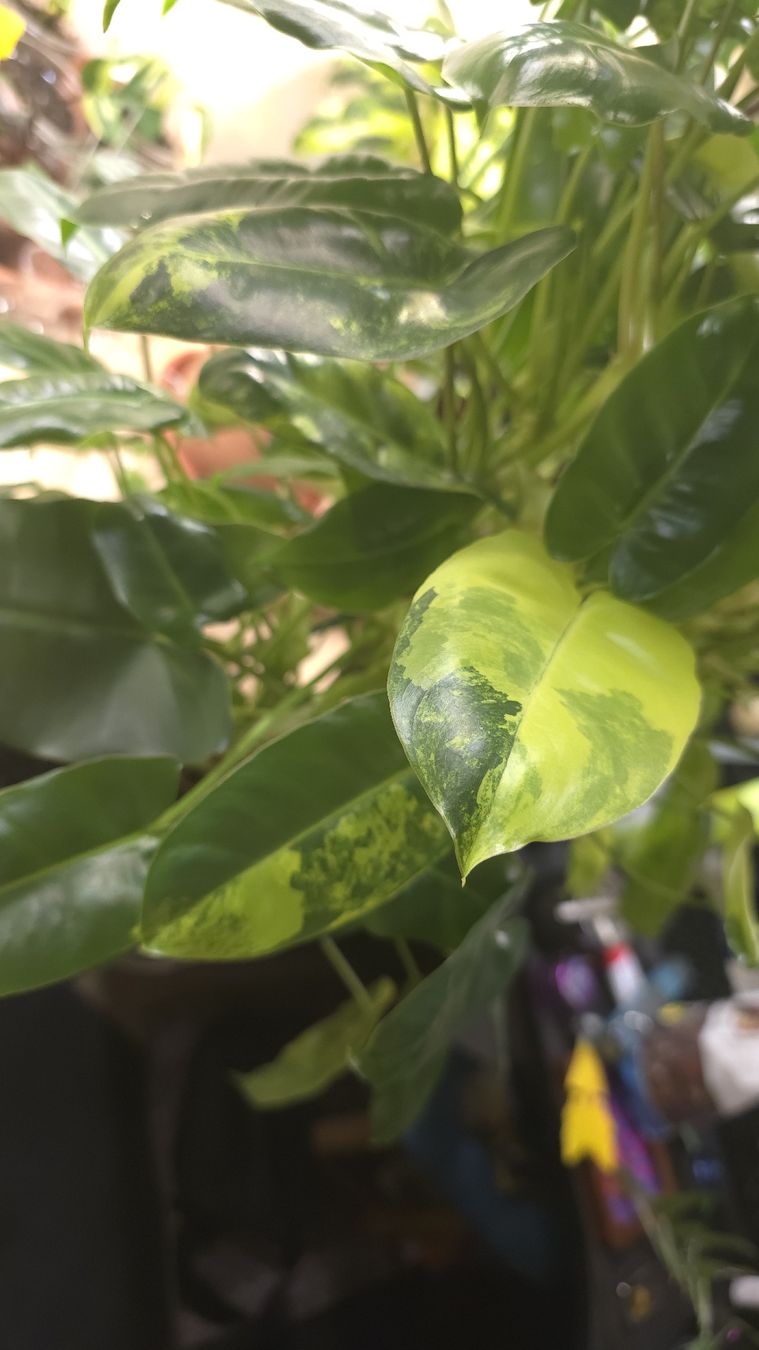 Piante & sementi: Philodendron Burle Marx Variegata XL – Nuovo (secondo la descrizione) da Neyruz FR venduto da bry_2dg9 2