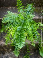 Nephrolepis Biserrata - Riesen-Schwertfarn - bis 3m lang