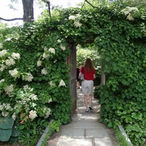 Piante & sementi: Hortensia grimpant 4 PLANTS – Nuovo (secondo la descrizione) da Bremblens venduto da FIBONACCI369 4